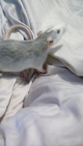 to be pissed off when people say ewwwww..........(Note from MNHQ: this is NOT a trigger warning, but just gently letting you know that this thread contains pics of pet rats)