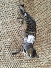 My cat lost its leg