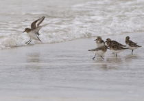Had a lovely 30 minutes watching the birds in the front garden