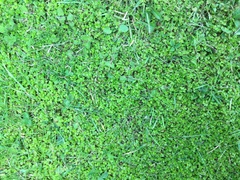 Please help me identify and eradicate this pesky tiny spreading weed!