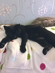 Help settling in our rescue cat