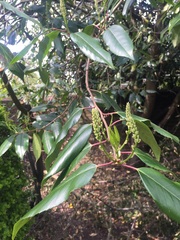 what type of tree are these two?
