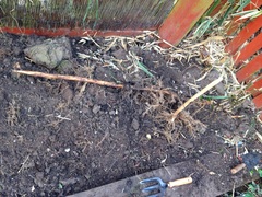 is this persistent weed something to worry about?