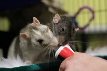 Any rat lovers out there