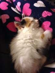 the paw - pictures