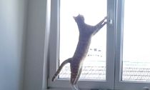 the paw - pictures