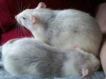 to be pissed off when people say ewwwww..........(Note from MNHQ: this is NOT a trigger warning, but just gently letting you know that this thread contains pics of pet rats)