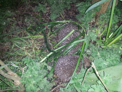Had a lovely 30 minutes watching the birds in the front garden