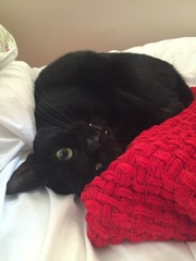 the paw - pictures
