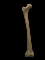 With a human skull in the garden?