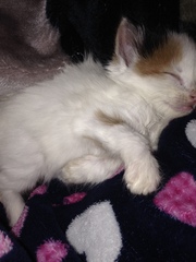 Found a stray kitten