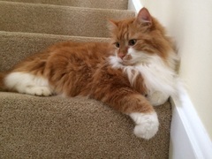 the paw - pictures