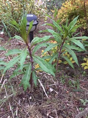 Are these weeds?