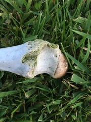 With a human skull in the garden?