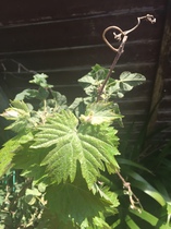 Please help me recognise these plants!