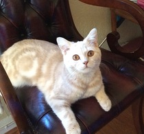 Today I brought home a kitten. DH not speaking to me (pics)