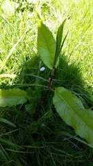 Please could someone help me confirm what this is?