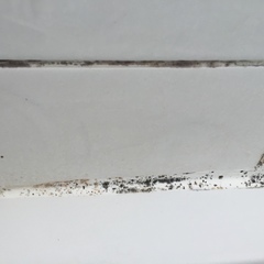 Urgent help! Fungus?