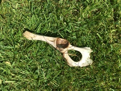 With a human skull in the garden?