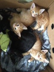 Today I brought home a kitten. DH not speaking to me (pics)