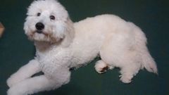 Show us your dogs?