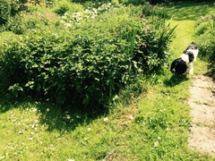 Overgrown nettles!