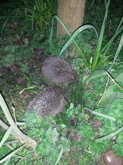 Had a lovely 30 minutes watching the birds in the front garden