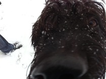 Show us your dogs?