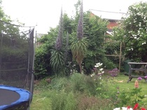 "in the midst of winter, I found there was within me, an invincible summer" Potting shed chat continues here