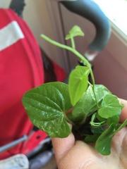 Anyone know if this is Japanese Knotweed (picture)