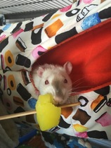 Any rat lovers out there