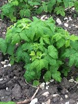Allotment/Veg Patch Thread 5 - The Diggers Rest !