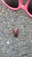 Had a lovely 30 minutes watching the birds in the front garden