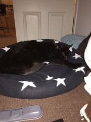 I caved and bought a bed