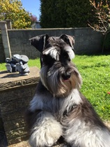 Miniature Schnauzers