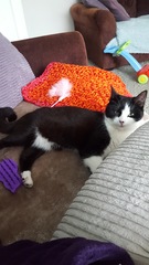 How much should I be feeding two 10 month old kittens?