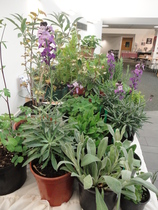 Our Girl and Captain James Addicts XXXV