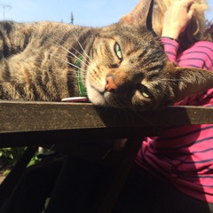the paw - pictures