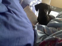 Find out what Mumsnetters thought of the Pedigree® Dog Food Range. £300 voucher prize draw for testers’ feedback. NOW CLOSED