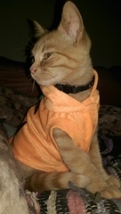 AIBU to make my ginger kitten look like a tiny lion? (pics)