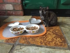 New kittens not eating
