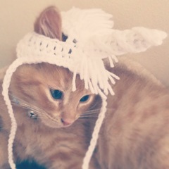 AIBU to make my ginger kitten look like a tiny lion? (pics)