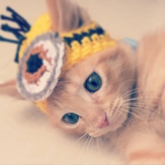 AIBU to make my ginger kitten look like a tiny lion? (pics)
