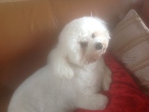 Show us your dogs?