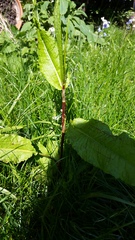 Please could someone help me confirm what this is?