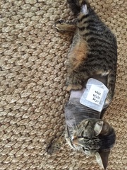 My cat lost its leg