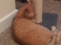 Today I brought home a kitten. DH not speaking to me (pics)