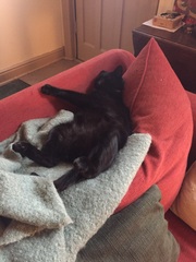 the paw - pictures