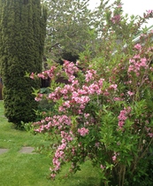 "in the midst of winter, I found there was within me, an invincible summer" Potting shed chat continues here