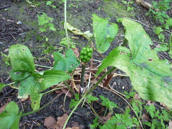 help with plant identification please!